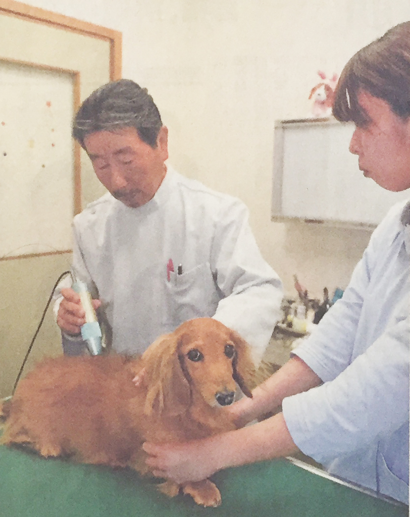野犬飼う際の注意点