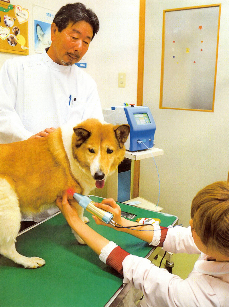 野犬飼う際の注意点