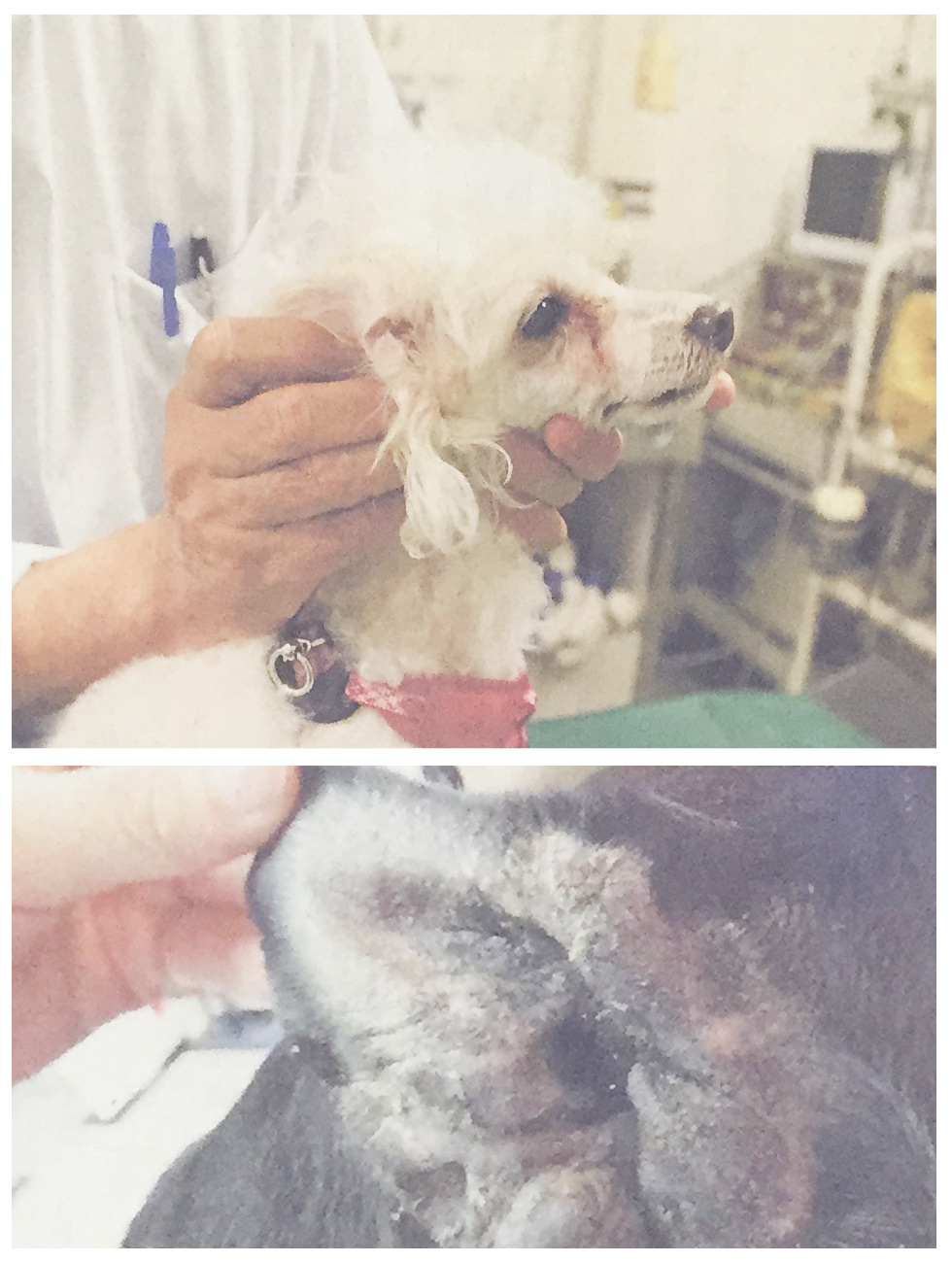 ペットの皮膚病