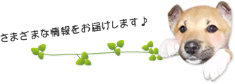 さまざまな情報をお届けします