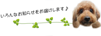 いろんなお知らせをお届けします